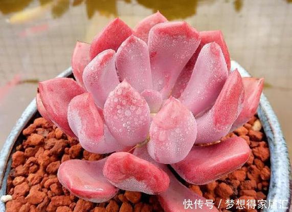 亏得|买多肉,“这4样”再便宜也不能要,不然亏得比赚得多!