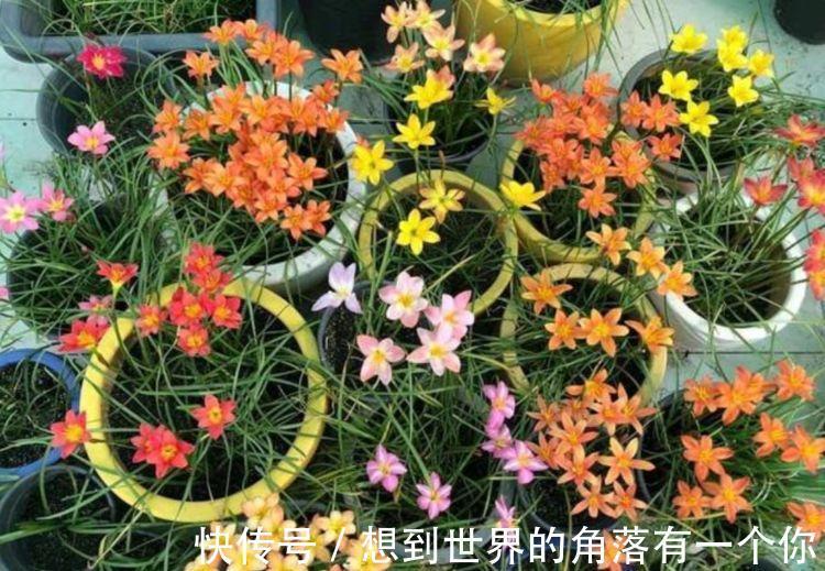 3种花养家里，惹人喜爱，给点水就长得好，开花不断！