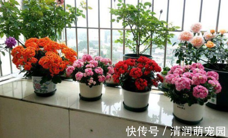 新芽|夏季的长寿花,做好“二少二不缺”,植株健壮不黑腐,新芽能翻倍