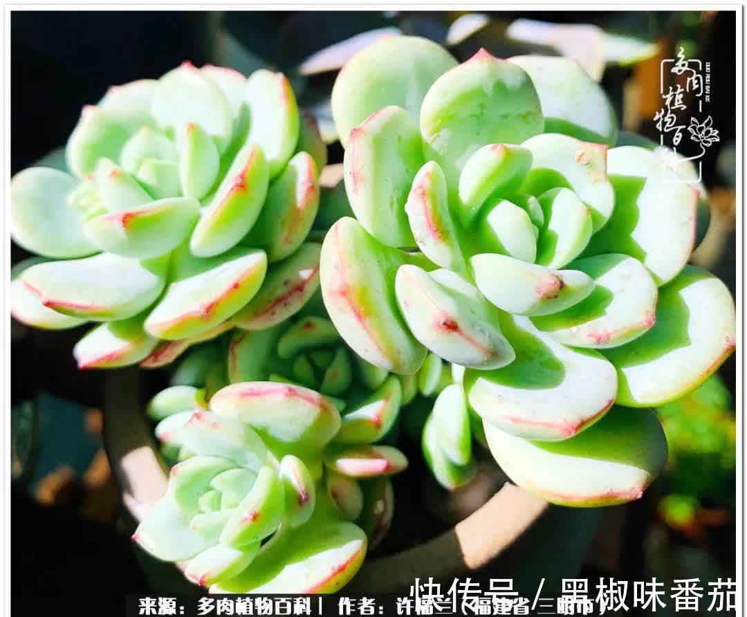 尖尖|养多肉两年,美丽与赏心悦目并存!