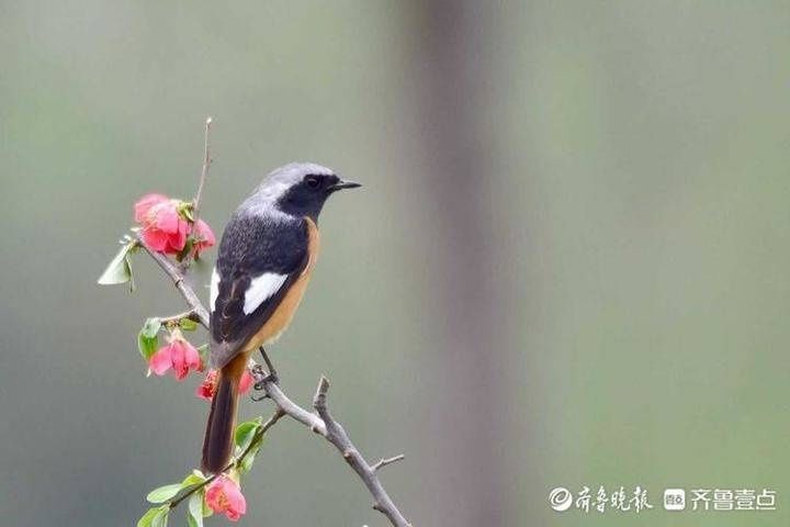 北红|灵秀又萌动！济南大明湖飞来北红尾鸲，枝头眺望好不惬意