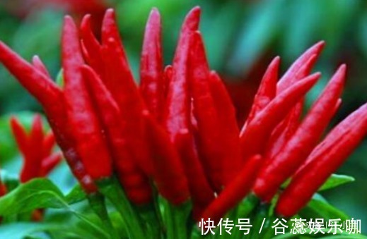 毒素|女性不想变老,常食4种食物,排出毒素,净化血液,促进血液循环