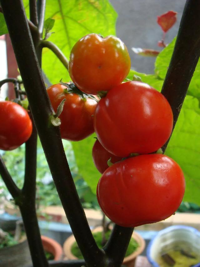 阳台种盆菜,比花还好看,结果还能吃,别提多美了