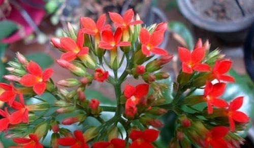 夏季长寿花黑腐现象严重，“反着”来养，养出更多侧芽更容易爆盆