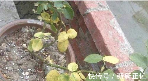 养花常浇1种水，不用年年换盆，土壤松软，10年不黄叶！