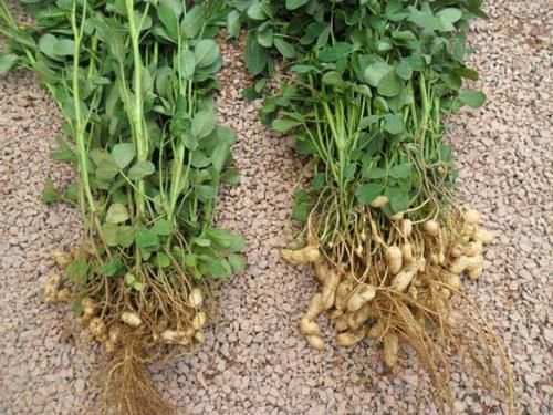 皮肤|天然的“黄体酮”找到了,女性常吃,皮肤更细腻,40岁还不显老