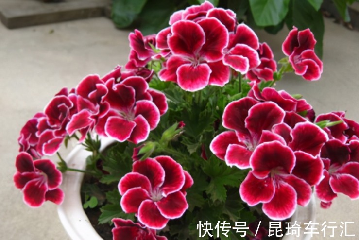 阳台养天竺葵有技巧，掌握住3点，盆栽事半功倍