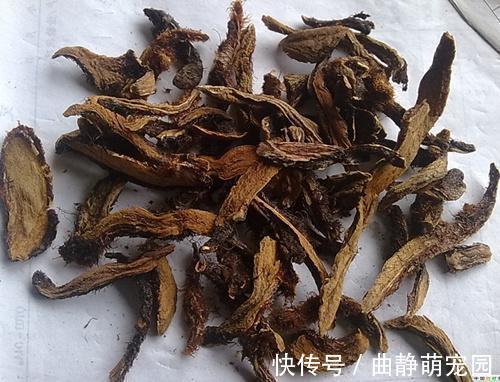 大山|农村大山里的野草,农民拿来当柴烧,老中医当宝,补肝肾,活筋骨