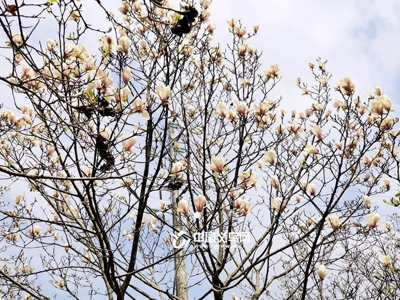 老年|玉兰花开春意浓 义乌这条“玉兰大道”带你邂逅春天