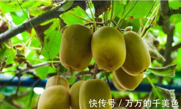 零食|立秋后，每晚當零食吃兩個，美容養顏，防癌降血壓，常吃顯年輕！
