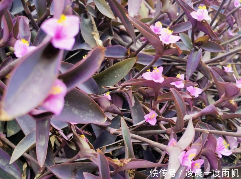 植物|总觉得家里植物开花太少,可以试试这些花,开花量非常大