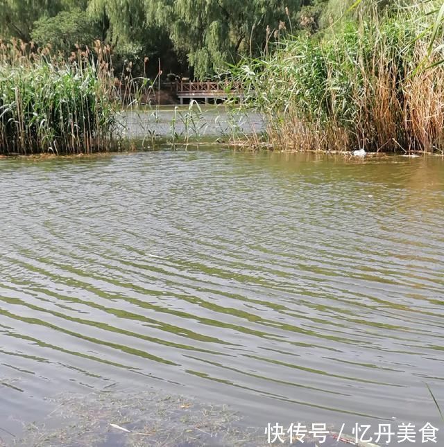大鱼|高温天,钓大鱼先克服这些“难题”,不是我吹,渔获瞬间猛增几倍