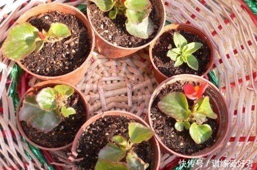 月季|8种花不用花钱买,掐片叶、剪根枝,找个花盆种起来,家里放不下!