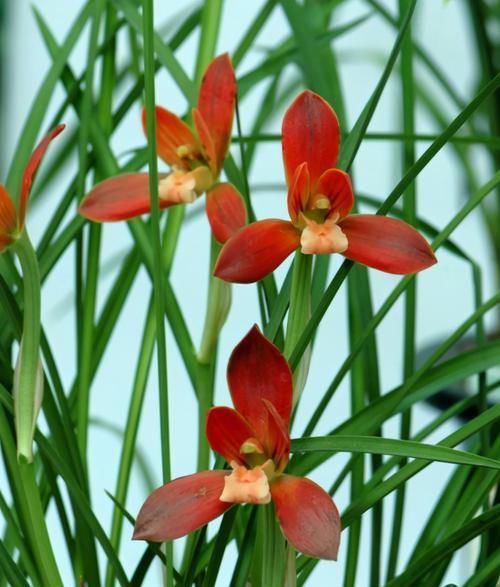  大气|此兰是“国兰第一红”，花型大气，仙气十足，花迷抢着买