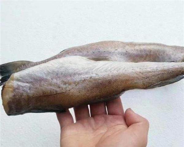 渔民|为什么渔民捕捞到鳕鱼,要马上去掉鱼头掺杂了这种鱼可要当心