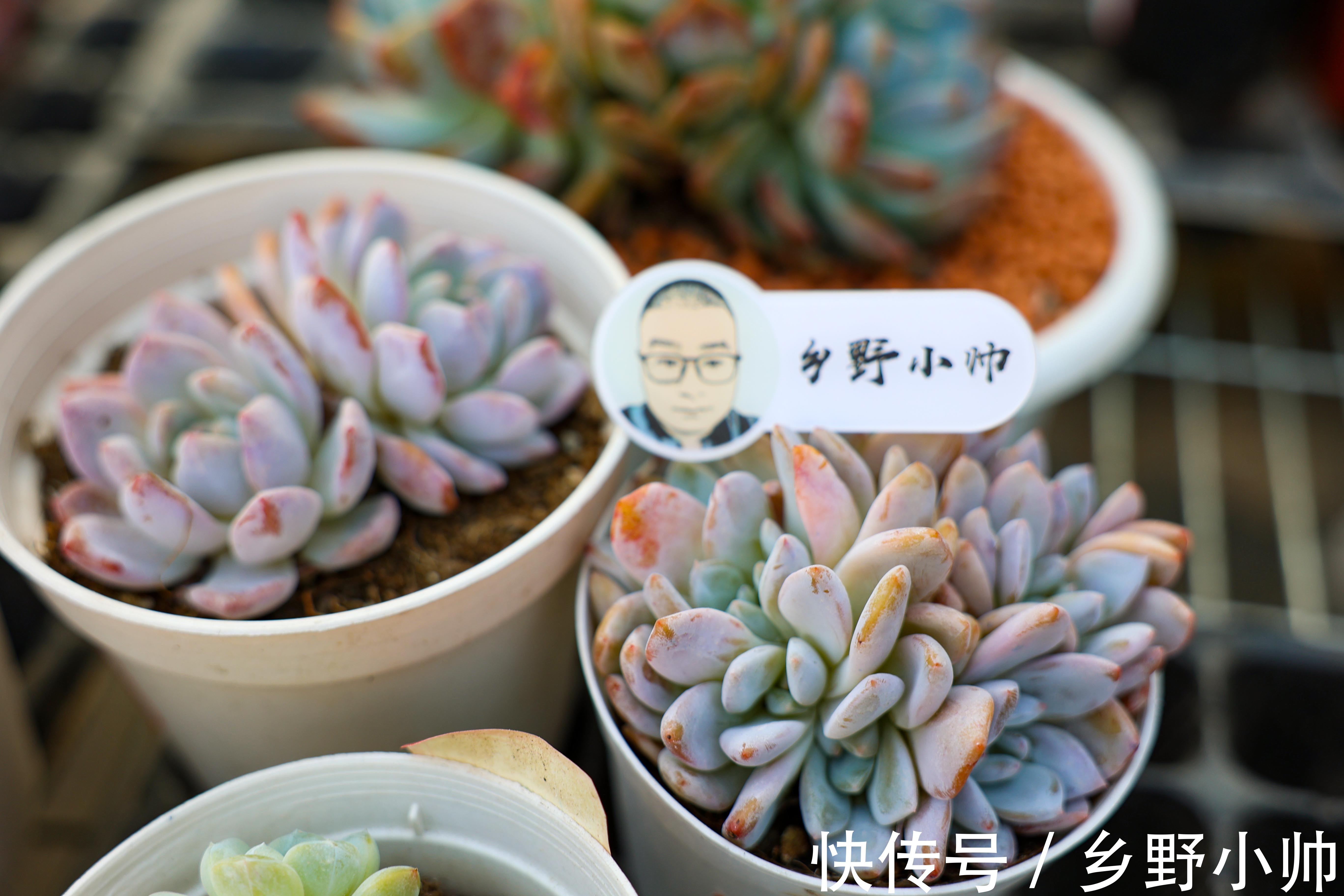 黛比|阳台党有福了,小帅为你介绍几款适合阳台党的多肉,抓紧带回家