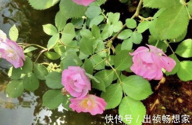 “沾土”就生根的1种花，夏天扦插2盆，9天“冒根系”，长势快