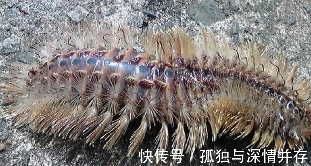 渔民海边钓鱼,钓到一条全身“毛茸茸”的怪虫,这是啥啊?