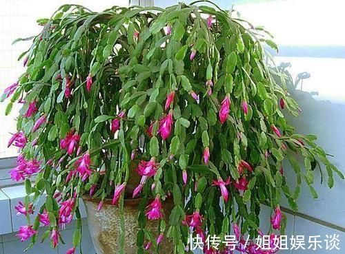 花苞|秋冬养蟹爪兰，做好4件事，叶片肥又绿，花开满枝头！