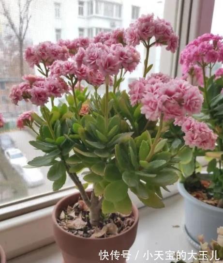 想要长寿花花苞多?家里2种垃圾不要丢,掺在盆里开花爆盆