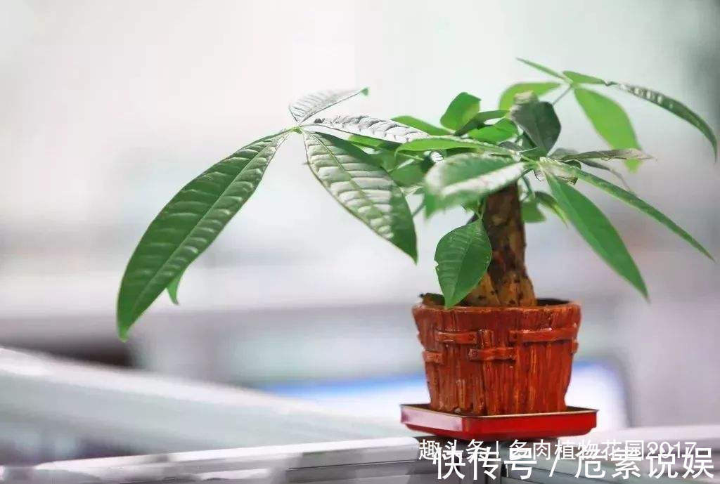 养花第一盆水,浇对了,长势更好花开更艳