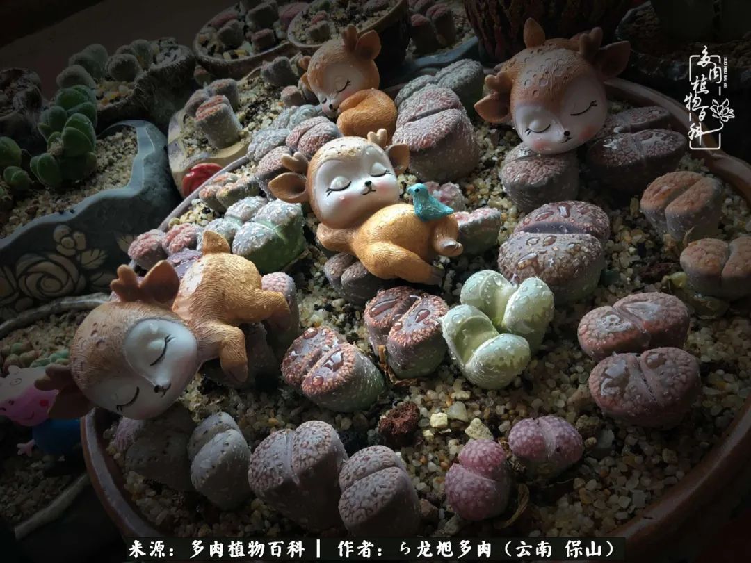 多肉植物|遇见多肉,遇见不一样的你,一养就是10几年!