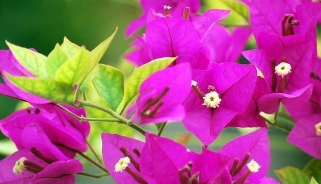 学会给三角梅“打顶”，小苗变盆景，一年四季花开满枝头