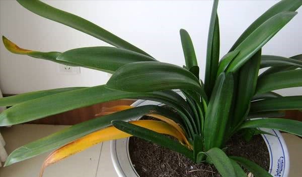 钱大爷养“君子兰”，只用一种养花“土”，原因便宜还特肥沃