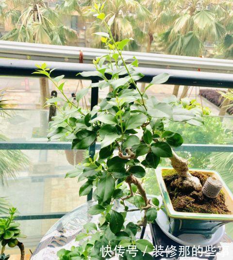 雨水|养三角梅,做好三件事,冠幅更大,花开数月