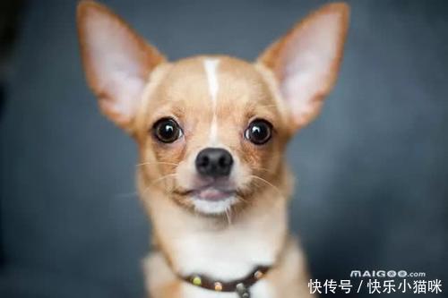 最听话的宠物狗排名,什么狗好养又听话?