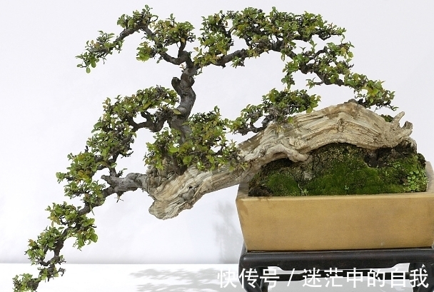 修剪|雀梅被誉为“镇宅树”,春夏养长得比冬日快1倍,制成盆景超值