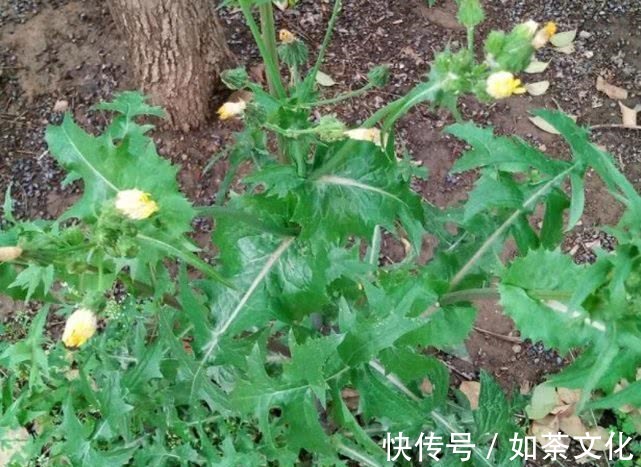 祛暑|农村有一种野草,是夏季的蔬菜,能清热祛暑,很珍贵