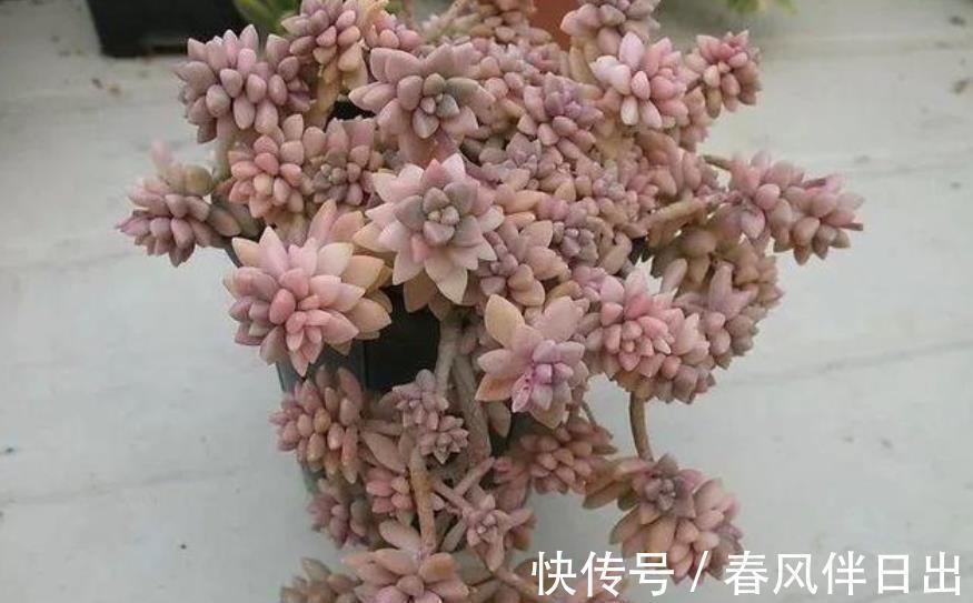 多肉|养了2年的多肉不见长?老花匠教你一招,掌握了轻松养出肉墩子