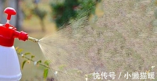 新叶|月季新芽枯萎、畸形怎么回事,打药治疗时,这些值得注意