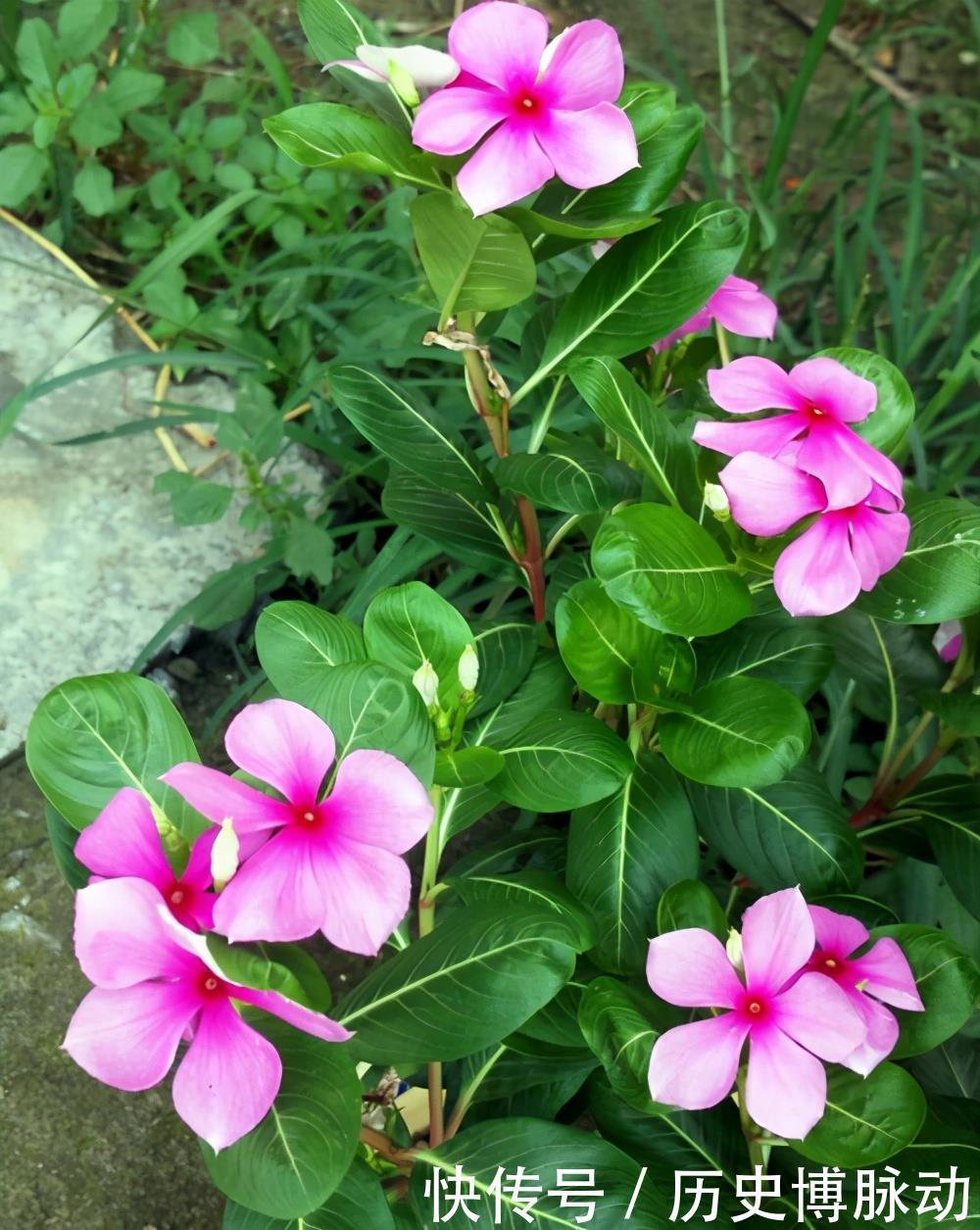 5种适合早春入手养殖的花卉,分享给大家,一起看一看