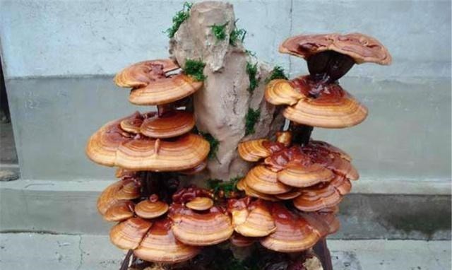 盆景|4种“名贵中药”做盆景,一养就是30年,土豪出价“5万”都不卖!