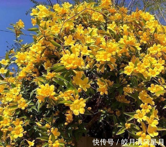 全株|全株有毒却成“网红花”,商家告诉你它多漂亮,却不说毒性有多强