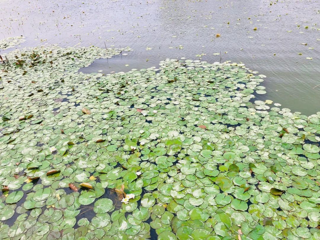 白银黄河湿地公园|正是赏莲好时机！白银黄河湿地公园睡莲盛开美如画，别错过哦！