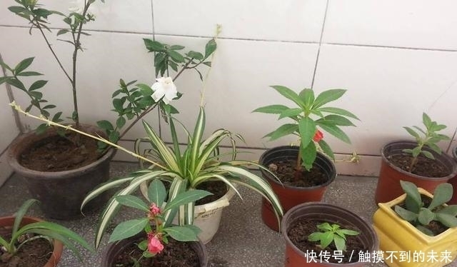 盆栽里放这些东西，养10年都不会积水烂根，原来是这样的做法！