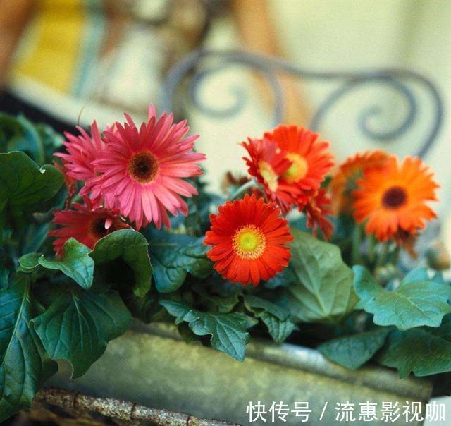 啤酒|啤酒养花没那么简单,对了叶片翠绿长势旺,错了烧根烂根整盆空