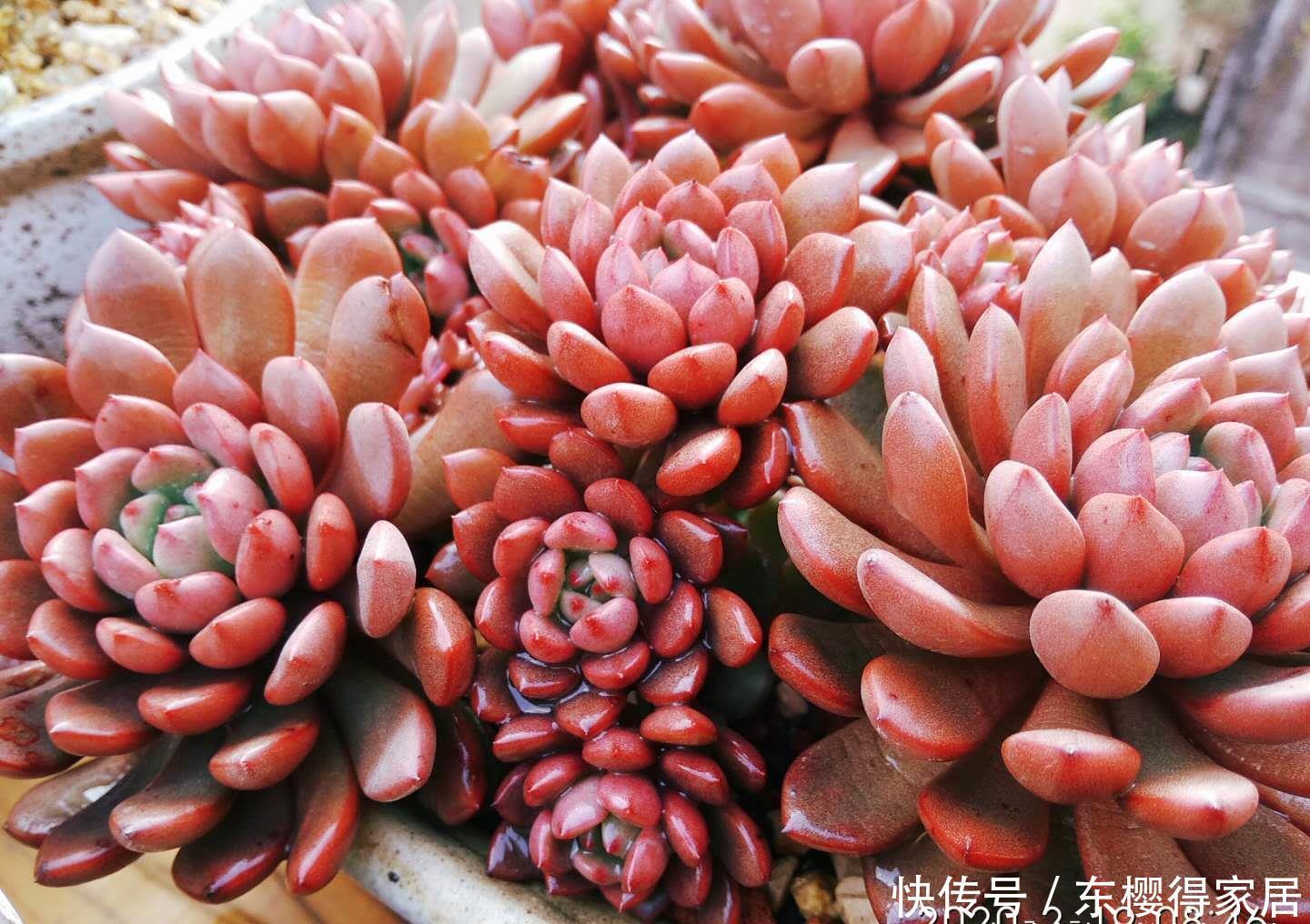 红宝石|大家哪种多肉养得最好?虽然我的多肉不少,但最满意的还是红宝石