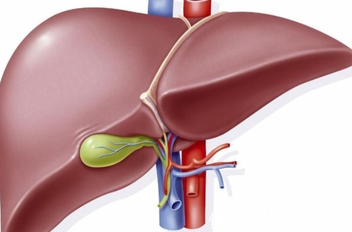 牛蒡根|早上是养肝黄金期,若多吃这3种食物,肝或会感激你