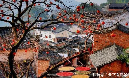 院子|家里有个小院子，别光养月季，种上3棵树，开花结果寓意好