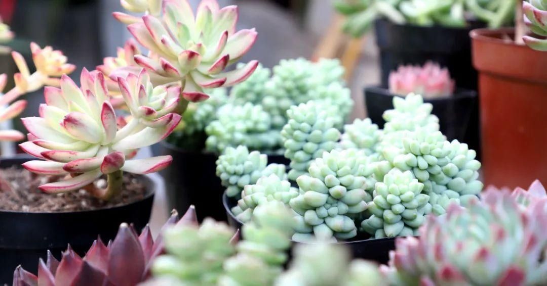 二月春光如酒浓 共赴广安花的盛宴