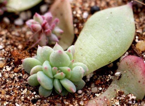 叶插多肉不出芽?掌握几个要点,出芽率高达90%以上!