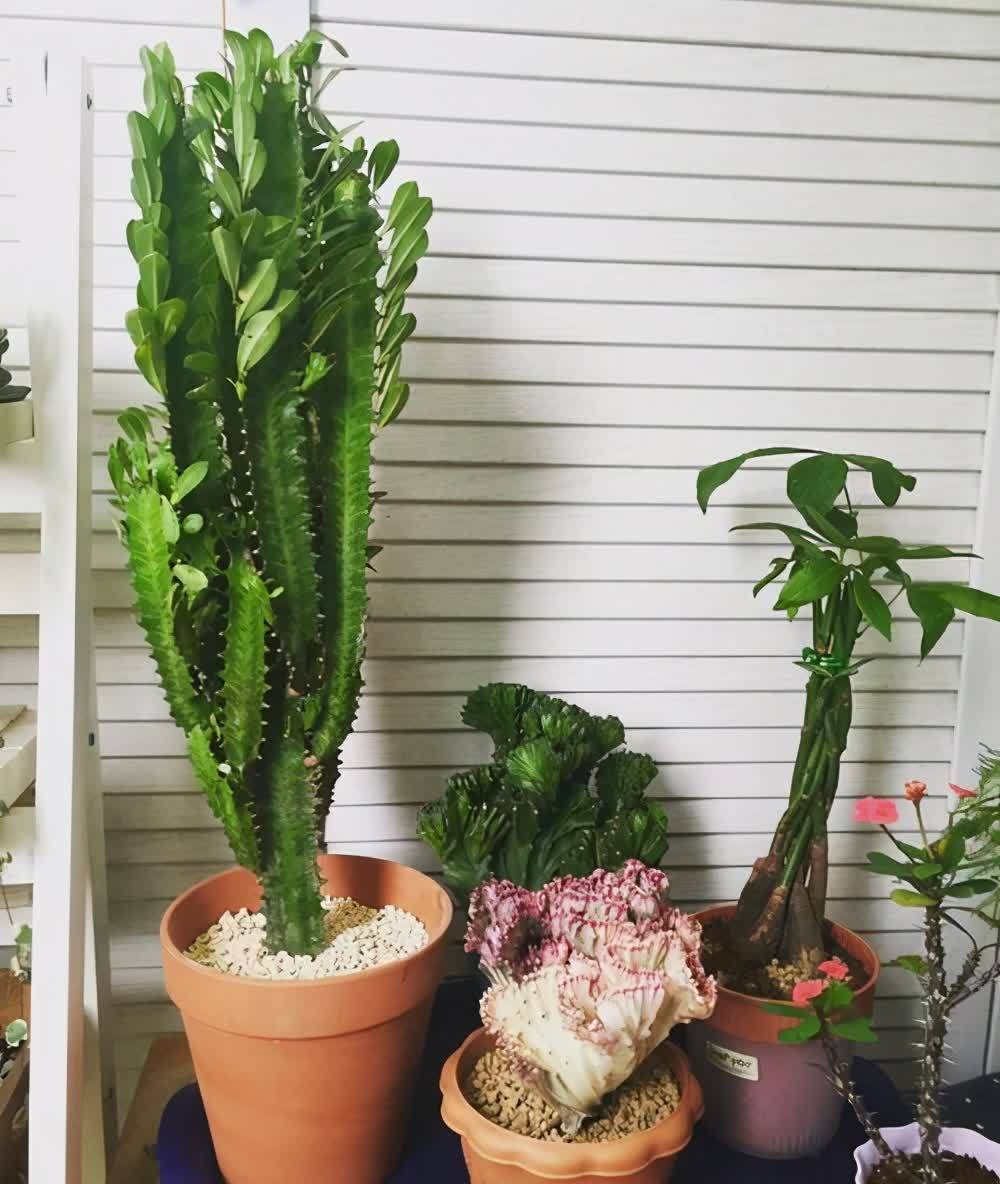 懒人养龙骨,好养又泼辣,做好4点窜到3米,镇宅又霸气