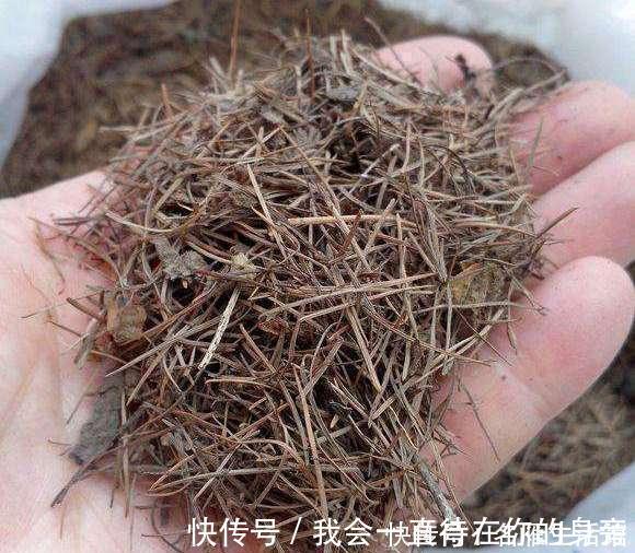 高手教你养君子兰，盆里埋2种东西，长得根粗、叶绿