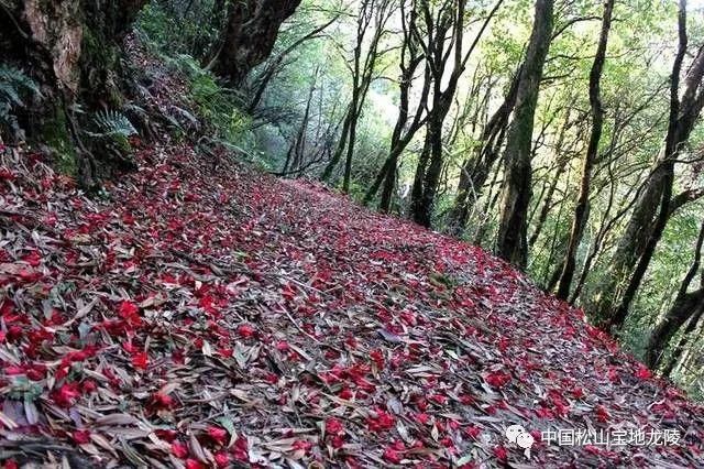 美！古城山上数千高山古树杜鹃迎春怒放！