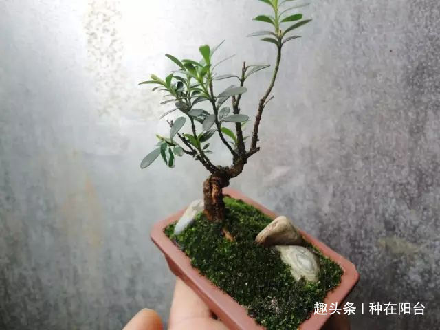 零成本将90地球植物种在阳台上 ，台长教你水陆两栖扦插法