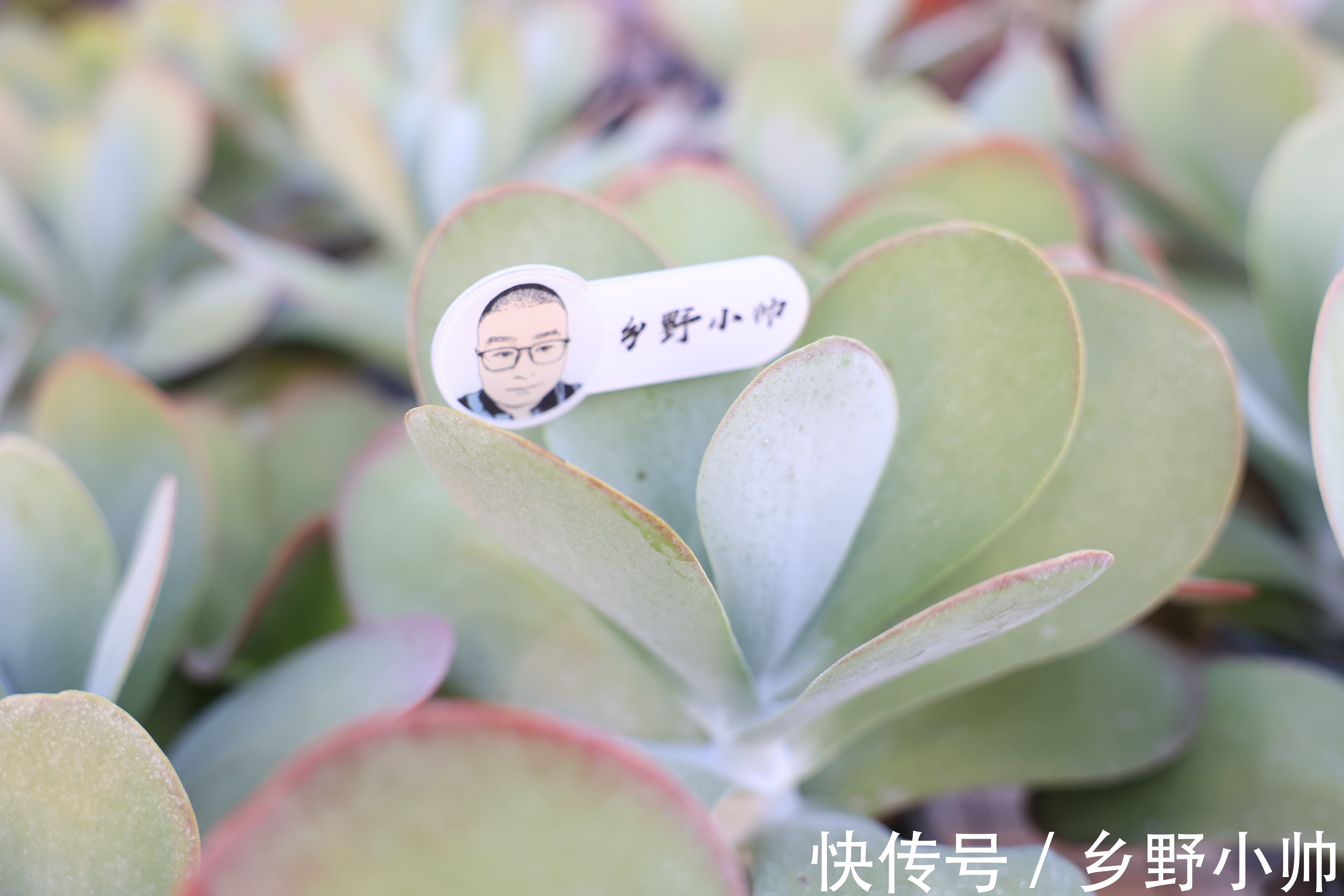 立秋时节|立秋时节，喝完第一杯奶茶，开始新的养肉之旅让多肉快速上色